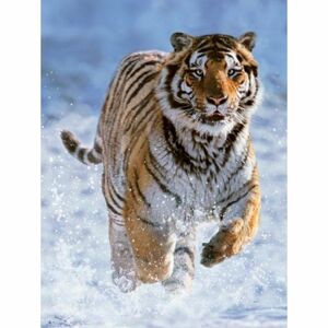 Ravensburger Puzzle Tygr na sněhu 500 dílků